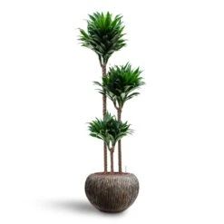 Dracaena Compacta - Multi Stem - HydroCare -Greencore Store Dracaena Compacta Multi Stem Hydroculture 3 stems Luxe Lite Waterfall Globe Planter Bronze 39 x 27cm