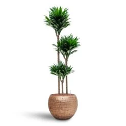 Opus Hammered Globe Planter - Gold -Greencore Store Dracaena Compacta Multi Stem Hydroculture 3 stems Opus Hammered Globe Planter Gold 40 x 32cm b3b8d93d c5c4 47bc b1b7 073d8208b5c6