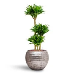 Dracaena Compacta - Multi Stem - HydroCare -Greencore Store Dracaena Compacta Multi Stem Hydroculture 3 stems Opus Hammered Globe Planter Silver 40 x 32cm
