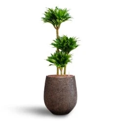 Opus Hit Darcy Planter - Gold -Greencore Store Dracaena Compacta Multi Stem Hydroculture 3 stems Opus Hit Darcy Planter Gold 38 x 42cm d9b3802f add3 4cb2 8400 1a846fb14f7a