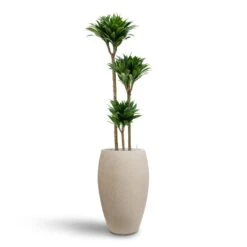 Dracaena Compacta - Multi Stem - HydroCare -Greencore Store Dracaena Compacta Multi Stem Hydroculture 3 stems Raindrop Tall Balloon Planter Stone 37 x 60cm