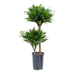 Dracaena Compacta - Multi Stem - HydroCare -Greencore Store Dracaena Compacta Multi Stem Hydroculture Indoor Plant 2Stems