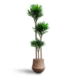 Dracaena Compacta - Multi Stem - HydroCare -Greencore Store Dracaena Compacta Multi Stem Hydroculture Polystone Coated Darcy Planter Rock 6f06658a 8982 4bc0 8d58 998f72e578b3