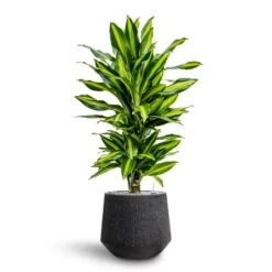 Raindrop Tube Round Planter - Anthracite 22 Raindrop Tube Round Planter - Anthracite -Greencore Store Dracaena Fragrans Cinco Branched Hydroculture Raindrop Darcy Planter Anthracite dd1cec5d 15ac 40ef bac0 854b218dea08
