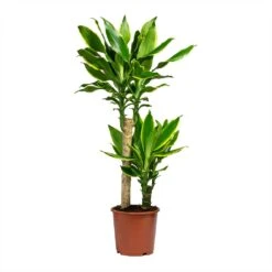 Dracaena Fragrans Golden Coast - Multi Stem 15 Dracaena Fragrans Golden Coast - Multi Stem -Greencore Store Dracaena Fragrans Golden Coast Multi Stem 17x80cm 2 stems