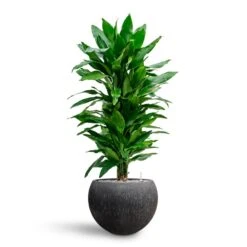 Raindrop Globe Planter - Anthracite 10 Raindrop Globe Planter - Anthracite -Greencore Store Dracaena Fragrans Janet Lind Multi Stem Hydroculture Raindrop Globe Planter Anthracite 8670a7af bdae 41fe 8fea 30c11a12303e