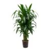 Dracaena Janet Craig - Branched - HydroCare 2 Dracaena Janet Craig - Branched - HydroCare -Greencore Store Dracaena Janet Craig Branched Hydroculture 18 19x100cm