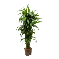 Dracaena Janet Craig - Branched - HydroCare -Greencore Store Dracaena Janet Craig Branched Hydroculture Indoor Plant
