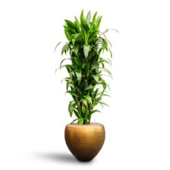 Dracaena Janet Craig - Branched - HydroCare -Greencore Store Dracaena Janet Craig Branched Hydroculture30 27 x 160cm Metallic Couple Plant Pot Matt Honey 50 x 45cm