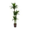Dracaena Janet Craig - Multi Stem - HydroCare -Greencore Store Dracaena Janet Craig Hydroculture Indoor Plant 3Stems Tall