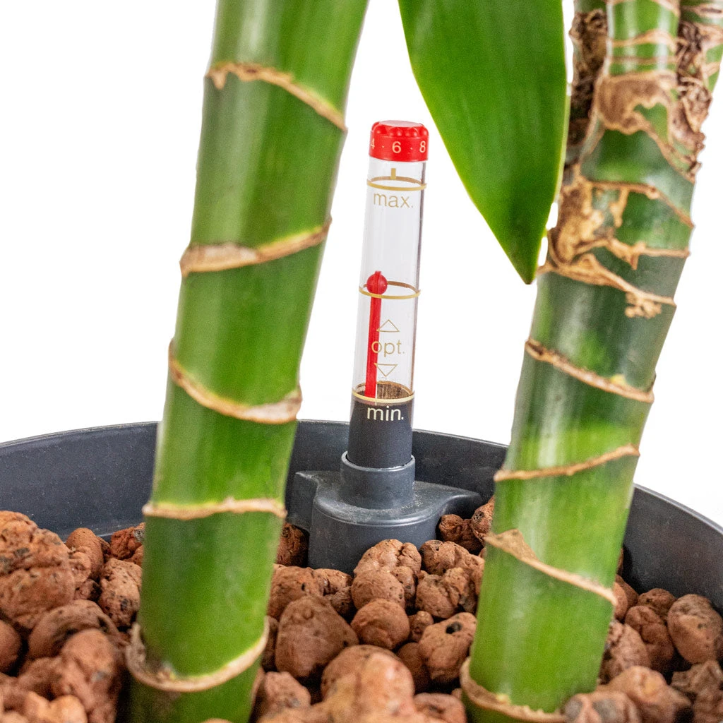 Dracaena Janet Craig - Multi Stem - HydroCare 4 Dracaena Janet Craig - Multi Stem - HydroCare - Image 2