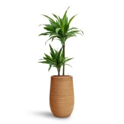 Dune Partner Planter - Almond 30 Dune Partner Planter - Almond -Greencore Store Dracaena Janet Craig Multi Stem HydroCare Dune Partner Planter Almond d7a31100 14fd 4934 a03a 25d85015bf76
