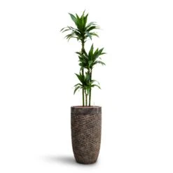 Dracaena Janet Craig - Multi Stem - HydroCare 18 Dracaena Janet Craig - Multi Stem - HydroCare -Greencore Store Dracaena Janet Craig Multi Stem HydroCare Luxe Lite Layer Partner Planter Bronze