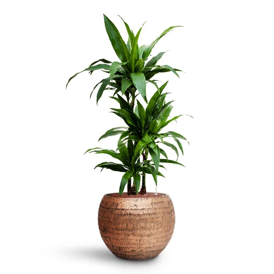 Dracaena Janet Craig - Multi Stem - HydroCare 11 Dracaena Janet Craig - Multi Stem - HydroCare - Image 9