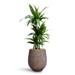 Dracaena Janet Craig - Multi Stem - HydroCare 24 Dracaena Janet Craig - Multi Stem - HydroCare -Greencore Store Dracaena Janet Craig Multi Stem HydroCare Opus Hit Darcy Planter Gold