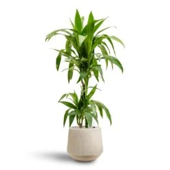 Raindrop Tube Round Planter - Stone -Greencore Store Dracaena Janet Craig Multi Stem Hydroculture2 stems Raindrop Tube Round Planter Stone 30 x 26cm 36642b29 e8d2 4b13 b8ac ab067218d38a