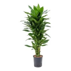 Dracaena Janet Lind - Branched - HydroCare -Greencore Store Dracaena Janet Lind Branched Hydroculture Indoor Plant Small