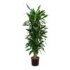 Dracaena Janet Lind - Branched - HydroCare -Greencore Store Dracaena Janet Lind Branched Hydroculture Indoor Plant Tall