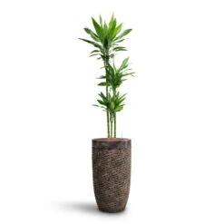 Luxe Lite Layer Partner Planter - Bronze -Greencore Store Dracaena Janet Lind Multi Stem HydroCare Luxe Lite Layer Partner Planter Bronze 969a4eac 356c 46b2 a4e5 645d6698b90d