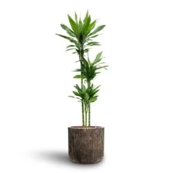 Luxe Lite Waterfall Cylinder Planter - Bronze -Greencore Store Dracaena Janet Lind Multi Stem Hydroculture 3 stems Luxe Lite Waterfall Cylinder Planter Bronze 40 x 38cm