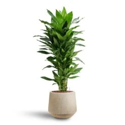Dracaena Janet Lind - Branched - HydroCare -Greencore Store Dracaena Janet Lind Multi Stem Hydroculture 3 stems Raindrop Tube Round Planter Stone 30 x 26cm