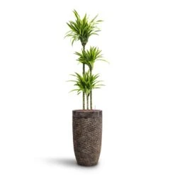 Luxe Lite Layer Partner Planter - Bronze -Greencore Store Dracaena Lemon lime Multi Stem HydroCare Luxe Lite Layer Partner Planter Bronze 52202542 a43e 4d77 b176 6f82d57c5970