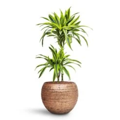 Opus Hammered Globe Planter - Gold -Greencore Store Dracaena Lemon lime Multi Stem HydroCare Opus Hammered Globe Planter Gold 8eb77854 96ae 4be5 88ca 957ef4c8df3b