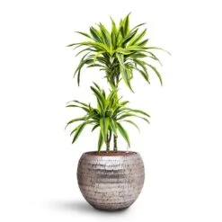Opus Hammered Globe Planter - Silver 22 Opus Hammered Globe Planter - Silver -Greencore Store Dracaena Lemon lime Multi Stem HydroCare Opus Hammered Globe Planter Silver 1229ad71 e5d4 40eb 8bcc b9cb8df8b72c