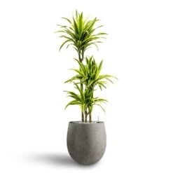 Grigio Balloon Plant Pot - Natural Concrete -Greencore Store Dracaena Lemon lime Multi Stem Hydroculture 21 20 x 125cm Grigio Balloon Plant Pot Natural Concrete 30 x 30 cm 3595fcf5 ccc6 4fbd 9a7e 1f1d823c6aae