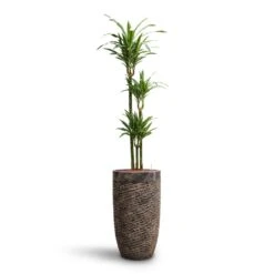 Dracaena Warneckii - Multi Stem - HydroCare -Greencore Store Dracaena Warneckii Multi Stem HydroCare Luxe Lite Layer Partner Planter Bronze