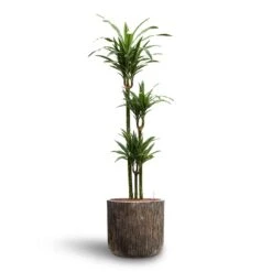 Luxe Lite Waterfall Cylinder Planter - Bronze -Greencore Store Dracaena Warneckii Multi Stem Hydroculture Luxe Lite Waterfall Cylinder Planter Bronze e0faf6f9 2e8e 4a49 8afc fc1a95e0e1e0