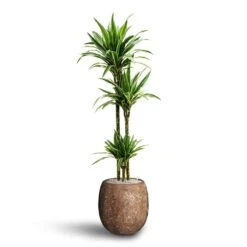Polystone Coated Plain Balloon Planter - Rock -Greencore Store Dracaena Warneckii Multi Stem Hydroculture Polystone Coated Plain Balloon Planter Rock 0c077481 2306 4b4b 8151 53dca355a9f8