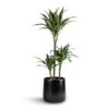 Dracaena Deremensis Warneckii - Multi Stem 2 Dracaena Deremensis Warneckii - Multi Stem -Greencore Store Dracaena deremensis Warneckii Multi Stem 21x105 3 stems Akemi Plant Pot Carbon Black 27x25cm