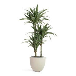 Coral Refined Planter - Natural White -Greencore Store Dracaena deremensis Warneckii Multi Stem Coral Refined Planter Natural White