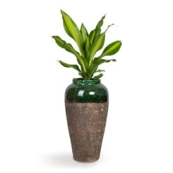 Lindy Bottle Plant Vase - Black Green -Greencore Store Dracaena fragrans Burley 14x40cm Lindy Bottle Plant Vase Black Green 28x50cm b5d9cc82 e6aa 4ca1 9f4f 7f16ea3a459b