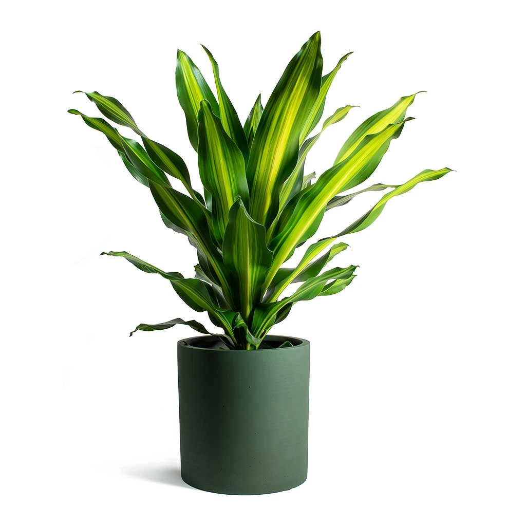 Max Refined Planter - Pine Green 13 Max Refined Planter - Pine Green - Image 11