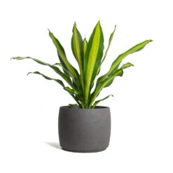 Mini Valerie Plant Pot - Black Washed -Greencore Store Dracaena fragrans Burley Mini Valerie Plant Pot Black Washed