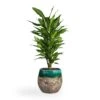 Dracaena Fragrans Cintho - Branched -Greencore Store Dracaena fragrans Cintho Branched 21x70cm Lindy Plant Pot Black Green 30x25cm