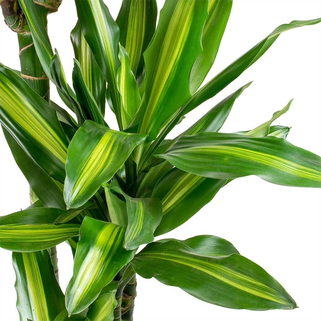 Dracaena Fragrans Cintho - Multi Stem 4 Dracaena Fragrans Cintho - Multi Stem - Image 2