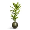Dracaena Fragrans Cintho - Multi Stem -Greencore Store Dracaena fragrans Cintho Multi Stem 19x100cm 2stems Noor Plant Pot Velvet Green 27x25cm 5f100175 22f6 4ca7 8572 6cd7b19c688a