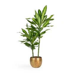 Dracaena Fragrans Cintho - Multi Stem 14 Dracaena Fragrans Cintho - Multi Stem -Greencore Store Dracaena fragrans Cintho Multi Stem 19x80cm 2stems Ellen Metal Plant Pots Set3 Brass