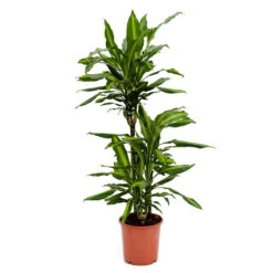 Dracaena Fragrans Cintho - Multi Stem 20 Dracaena Fragrans Cintho - Multi Stem -Greencore Store Dracaena fragrans Cintho Multi Stem