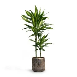 Luxe Lite Waterfall Cylinder Planter - Bronze -Greencore Store Dracaena fragrans Cintho MultiStem 19x80cm Plant Pot Luxe Lite Waterfall Cylinder Planter Bronze 23x22 7fad771a df03 446c beec dd3b5e3fb87d