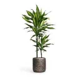 Luxe Lite Wrinkle Cylinder Planter - Bronze -Greencore Store Dracaena fragrans Cintho MultiStem 19x80cm Plant Pot Luxe Lite Wrinkle Cylinder Planter Bronze 23x22cm 5accb601 5c04 4b6d ad5e 18e97cf69776
