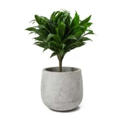 Dracaena Fragrans Compacta - Single Stem -Greencore Store Dracaena fragrans Compacta Amber Plant Pot