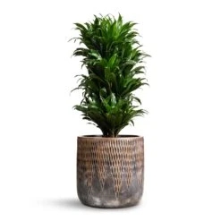 Luxe Lite Comet Cylinder Planter - Bronze -Greencore Store Dracaena fragrans Compacta Branched 24x75cm Luxe Lite Comet Cylinder Planter Bronze 33x31cm 976326cc 1360 4465 8dd1 40a46bfee52c