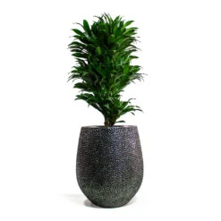 Opus Hit Darcy Planter - Silver -Greencore Store Dracaena fragrans Compacta Branched Opus Hit Darcy Planter Silver