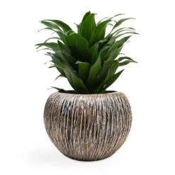 Luxe Lite Waterfall Globe Planter - Bronze -Greencore Store Dracaena fragrans Compacta Head 12x25cm Luxe Lite Waterfall Globe Planter Bronze 28x20cm d7be6fe1 957c 4ec7 99ab 3e349d978411