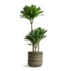 Dracaena Fragrans Compacta - Multi Stem -Greencore Store Dracaena fragrans Compacta Multi Stem 21x100cm 3 stems Stian Plant Pot Moss Green 25x22cm