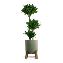 Charlie Plant Pot - Low Stand - Grey Washed -Greencore Store Dracaena fragrans Compacta Multi Stem Charlie Plant Pot Low Stand Grey Washed